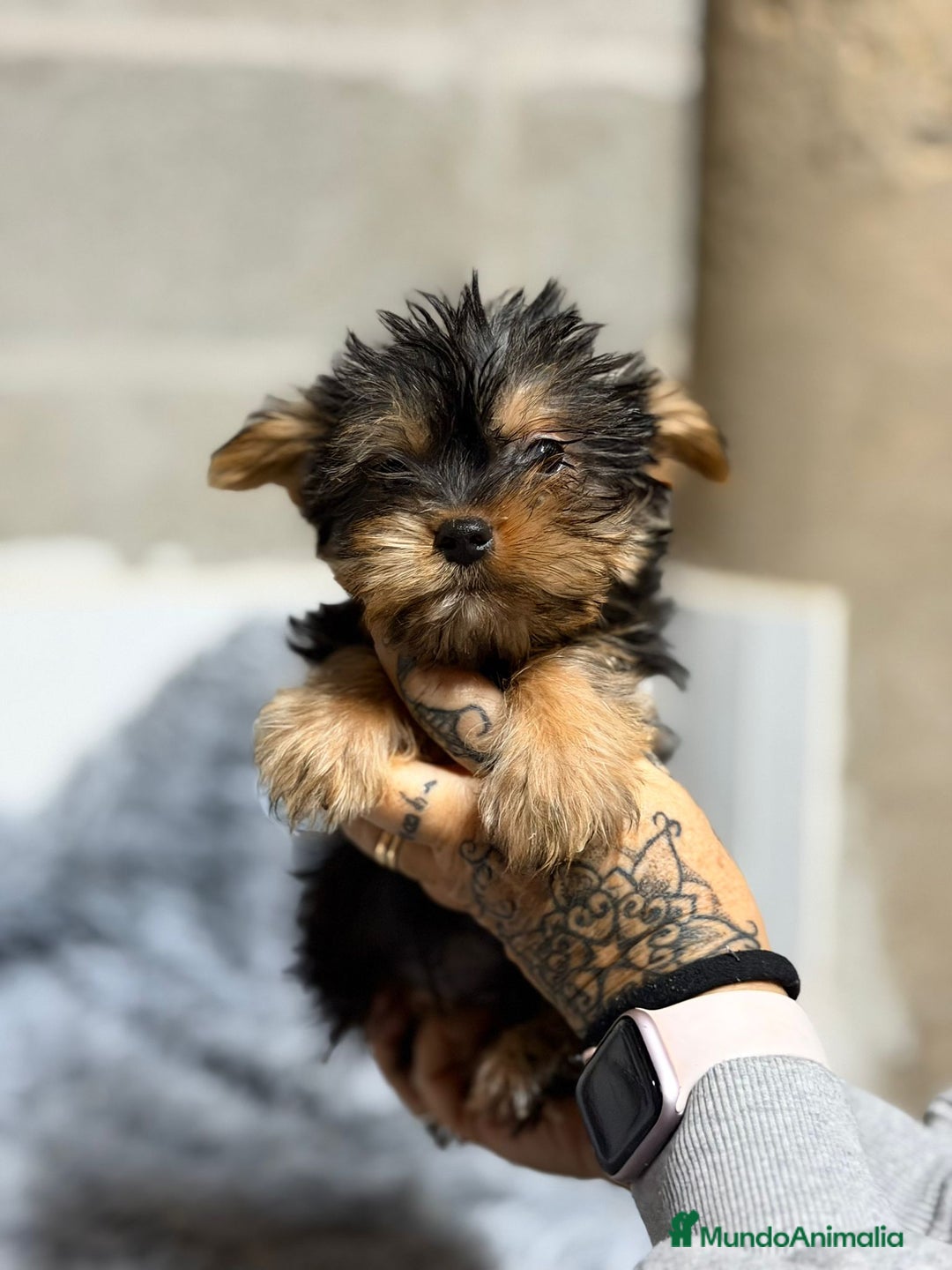 Yorkshire Terrier perros en venta: YORKSHIRE TERRIER MACHO - Anuncio 5