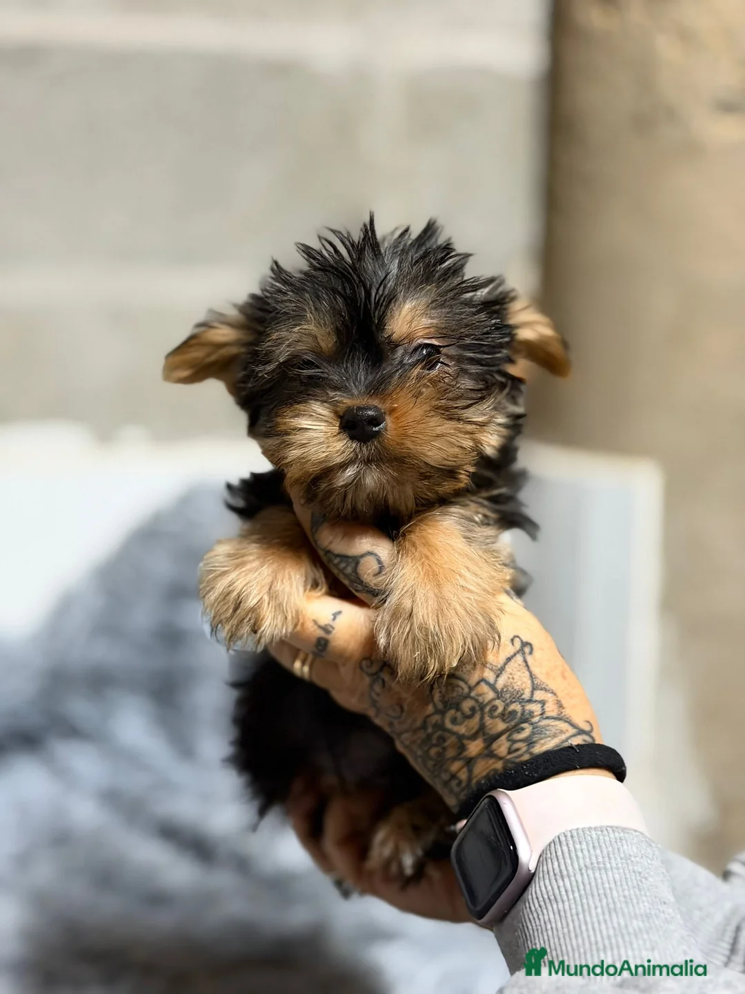Yorkshire Terrier perros en venta: YORKSHIRE TERRIER MACHO - Anuncio 5