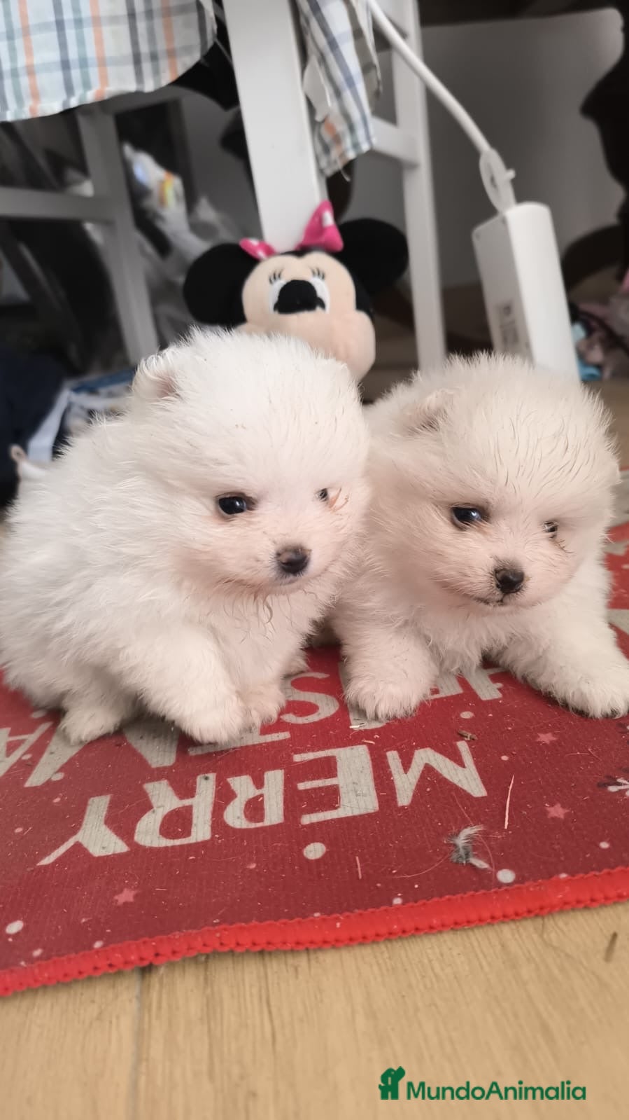 Pomerania perros PRECIOSOS POMERANIA RUSOS MINI - Anuncio 2