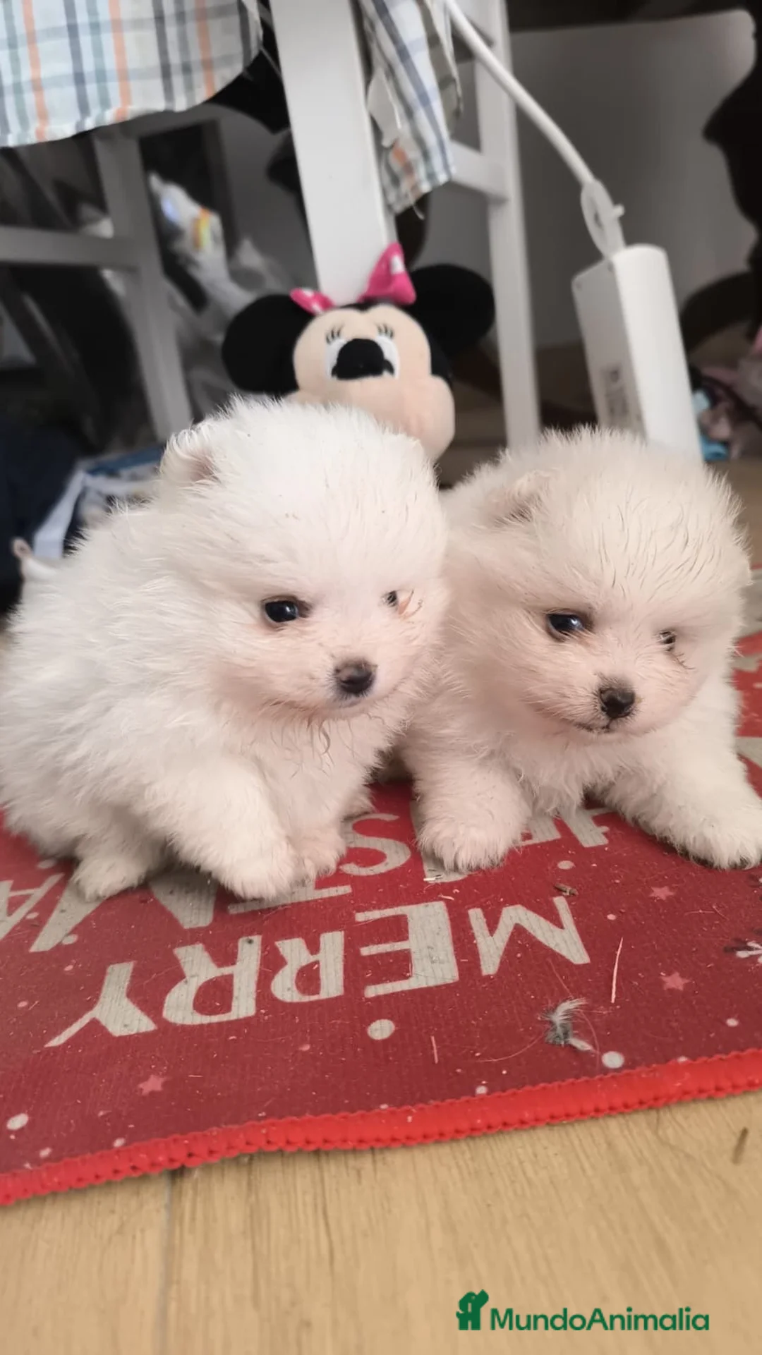 Pomerania perros en venta: PRECIOSOS POMERANIA RUSOS MINI - Anuncio 2