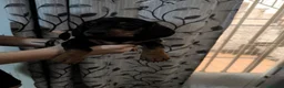 Teckel Miniatura perros en venta: Disponible Teckels miniatura de excelente calidad  - Anuncio 6