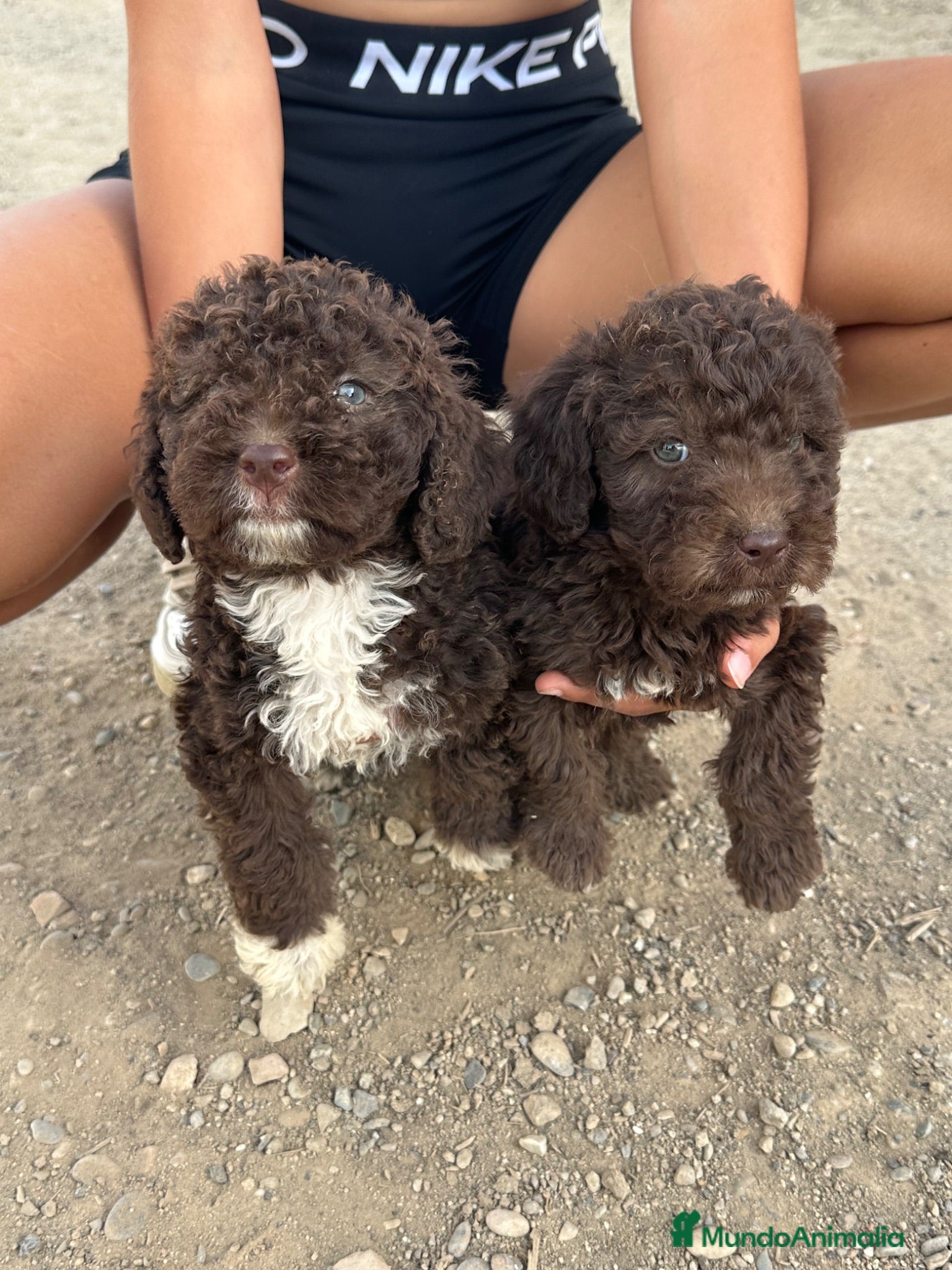 Perro de Agua Español perros Ultimos cachorritos de agua - Anuncio 2
