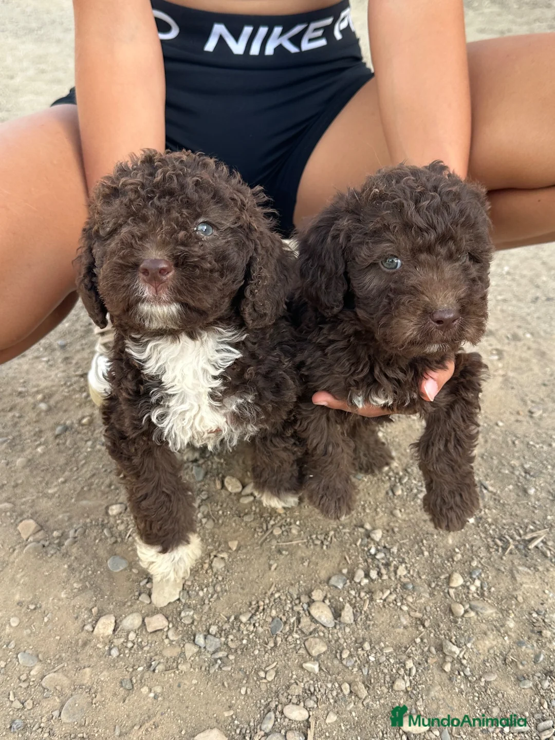 Perro de Agua Español perros en venta: Ultimos cachorritos de agua - Anuncio 1