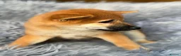 Shiba Inu perros en venta: Macho Shiba inu - Anuncio 8