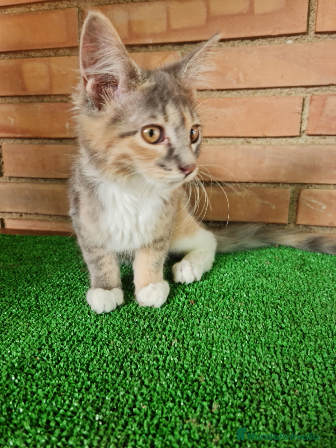 Maine Coon gatos en venta: Maine coom - Imagen 8