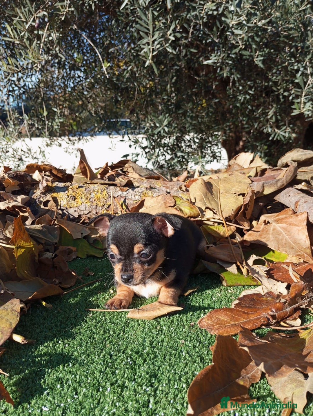 Chihuahua perros en venta: CHIHUAHUAS toy cabeza de manzana - Anuncio 15