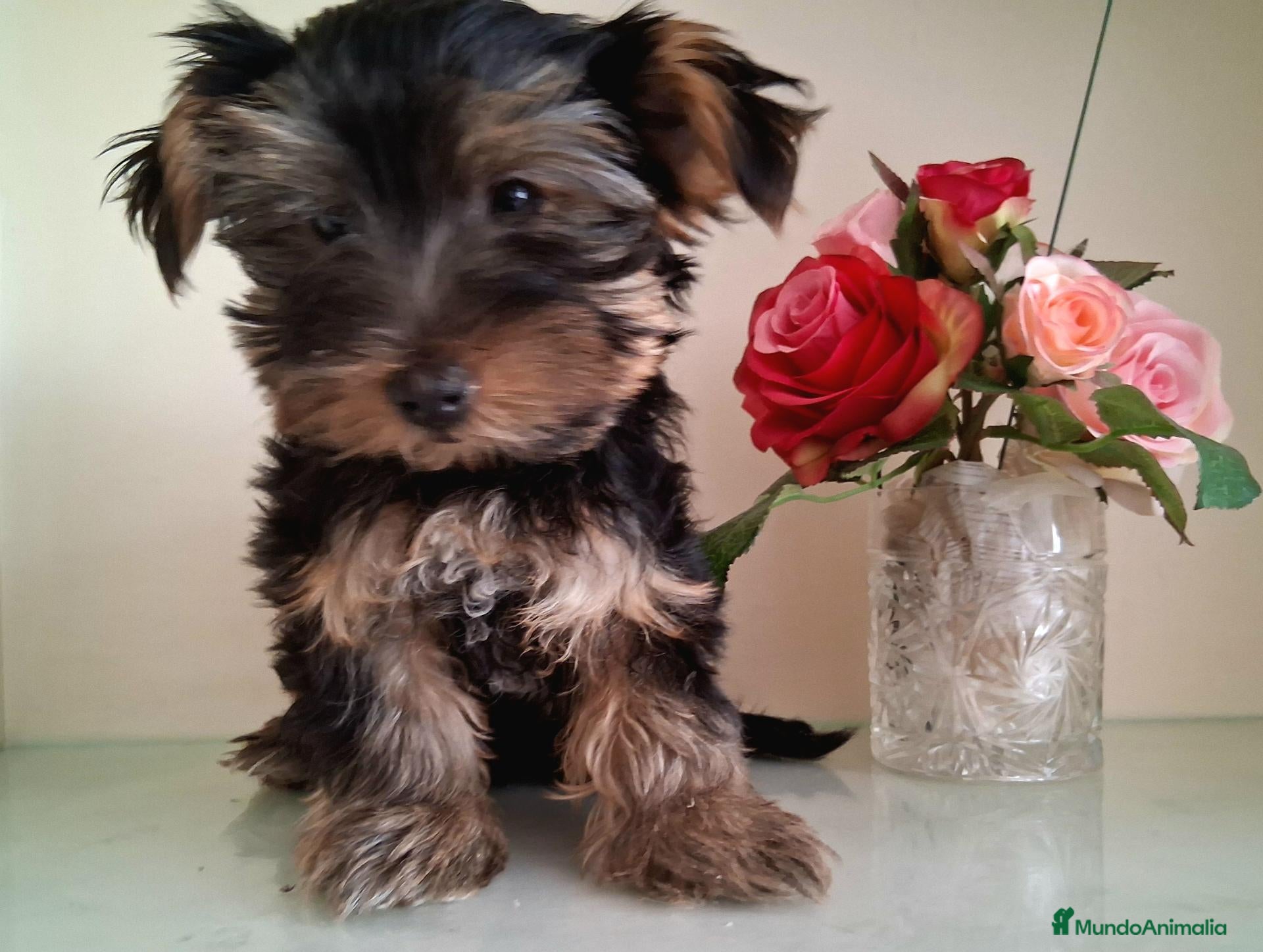 Yorkshire Terrier perros Yorkshire Terrier - Anuncio 2