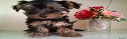 Yorkshire Terrier perros en venta: Yorkshire Terrier - Anuncio 1