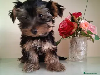 Yorkshire Terrier perros Yorkshire Terrier - Anuncio 2