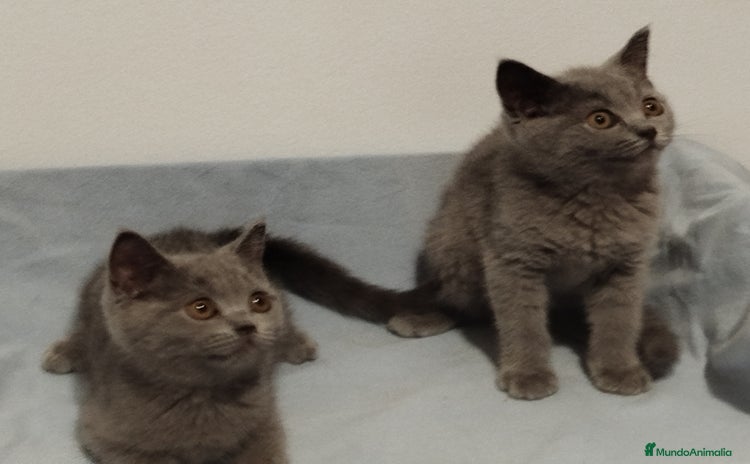 Británico de Pelo Corto gatos - Propaganda 7