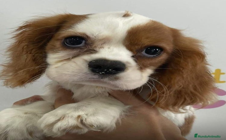 Cavalier King Charles Spaniel perros - Anuncio 1