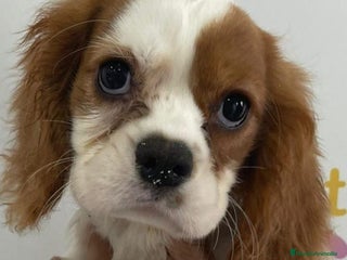Cavalier King Charles Spaniel perros - Anuncio 7