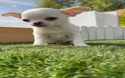 Chihuahua perros en venta: CHIHUAHUA MACHO - Imagen 4