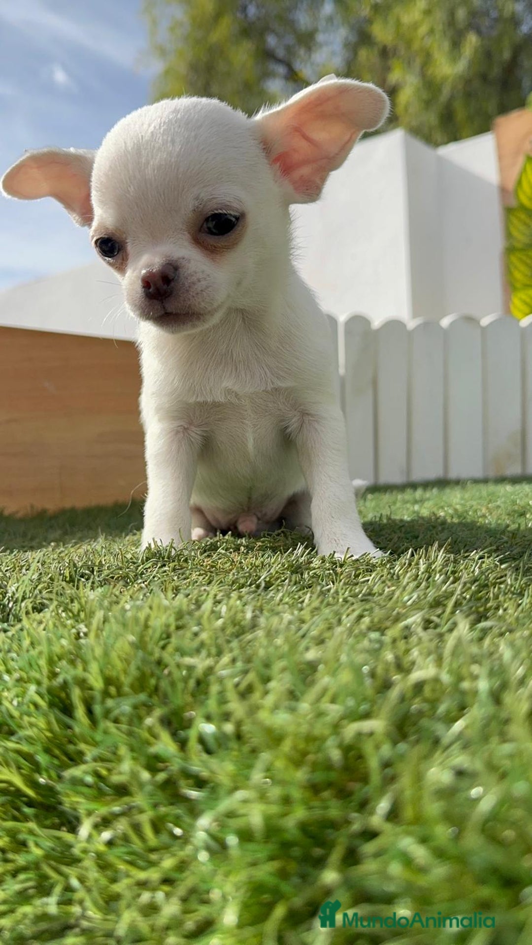 Chihuahua perros en venta: CHIHUAHUA MACHO - Imagen 4