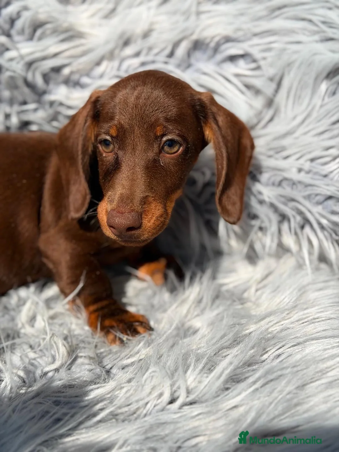 Teckel Miniatura perros en venta: Teckel choco - Anuncio 1