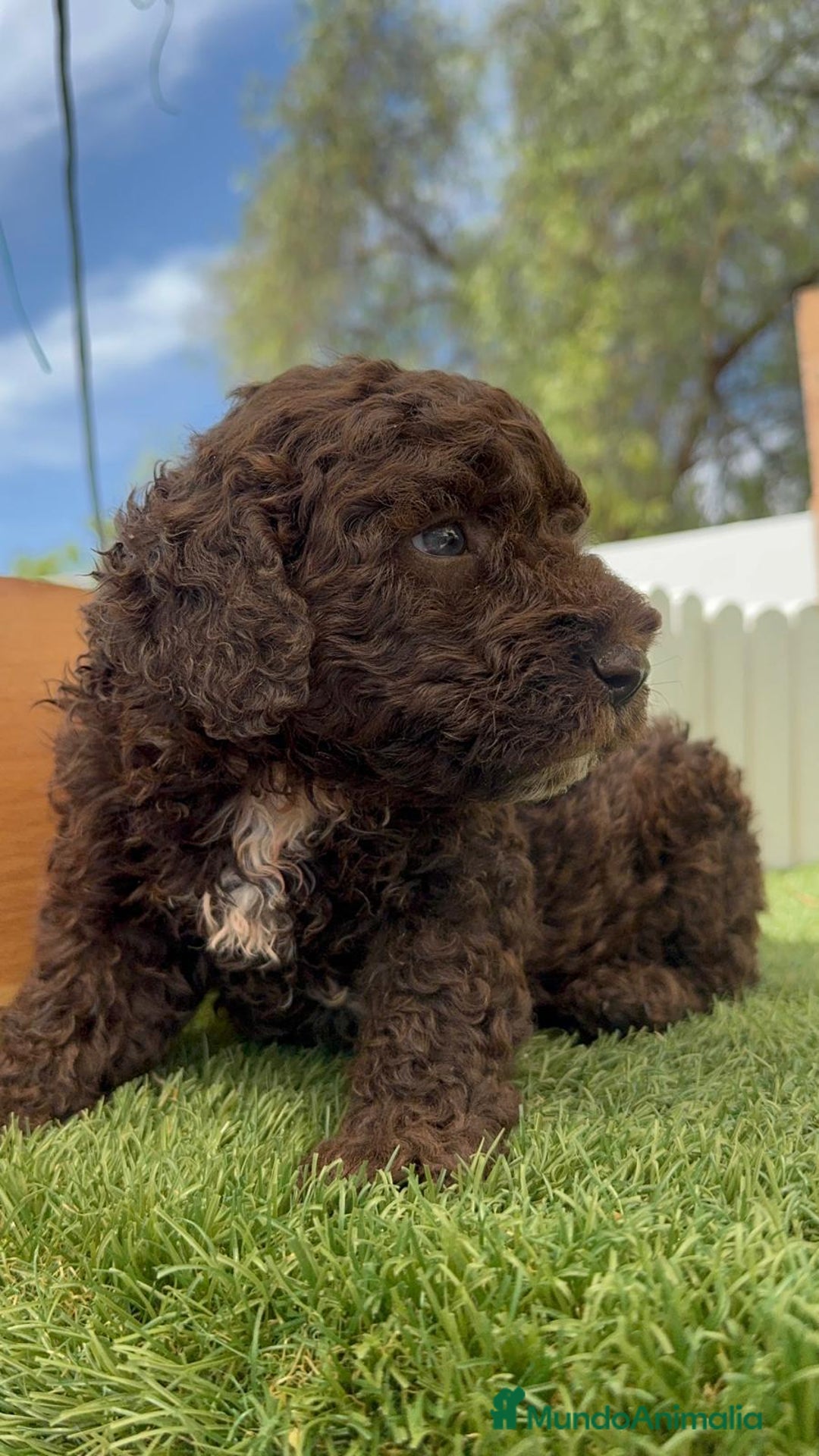 Perro de Agua Español perros en venta: PERRO DE AGUA ESPAÑOL - Imagen 22
