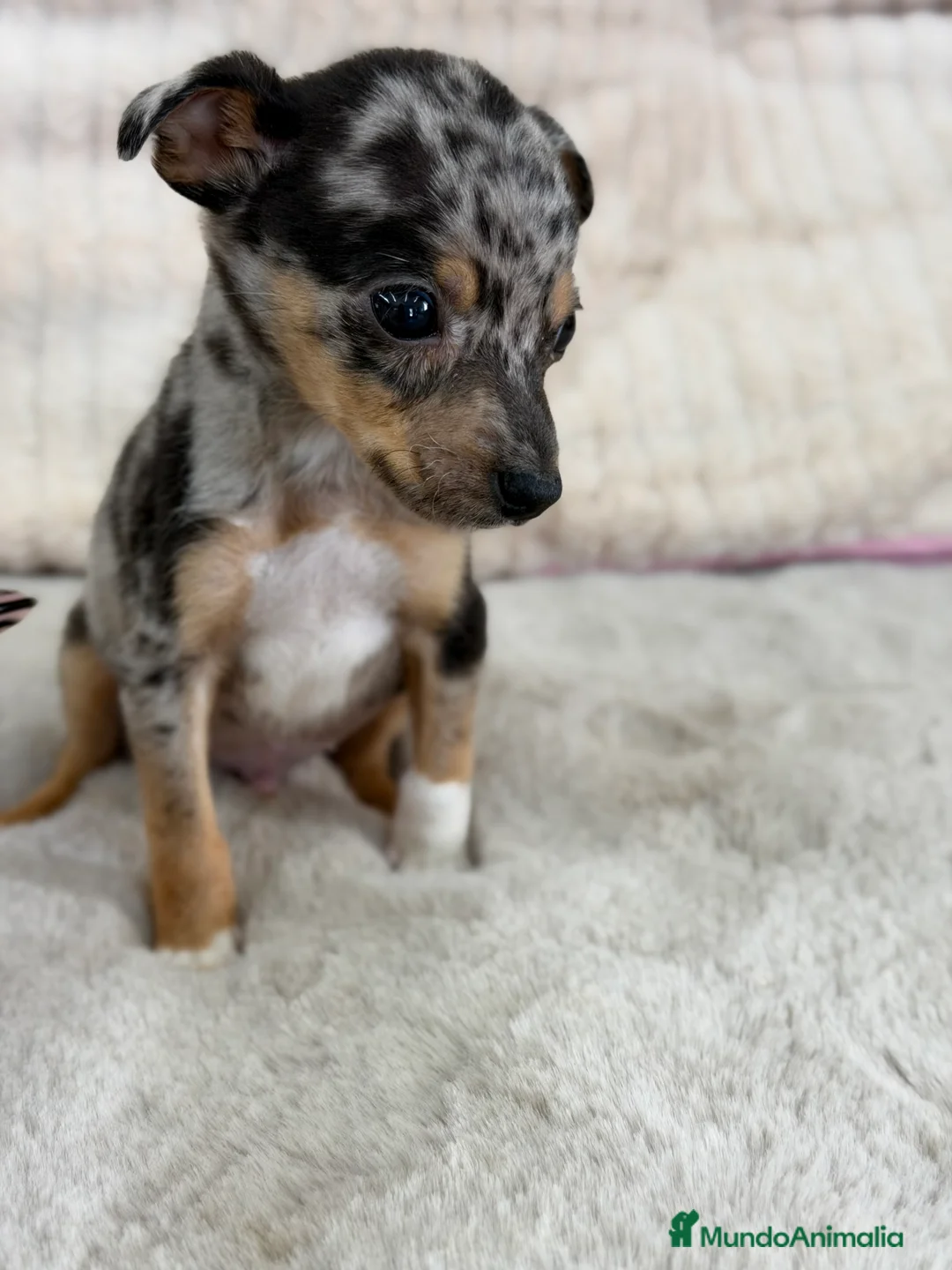 Pinscher Miniatura perros en venta: Pincher miniatura Merke  - Anuncio 8