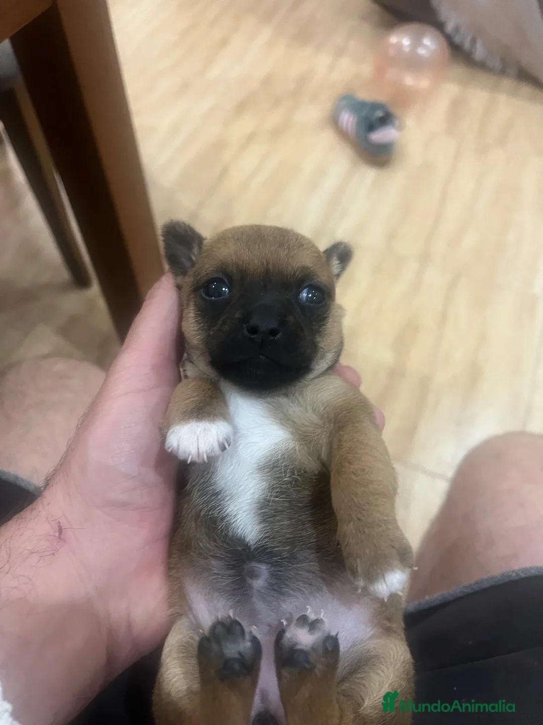 Chihuahua perros en venta: Chihuahua  - Anuncio 2