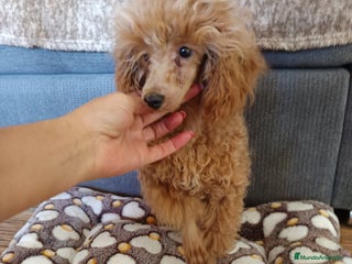 Caniche Enano perros en Badajoz - Anuncio 8