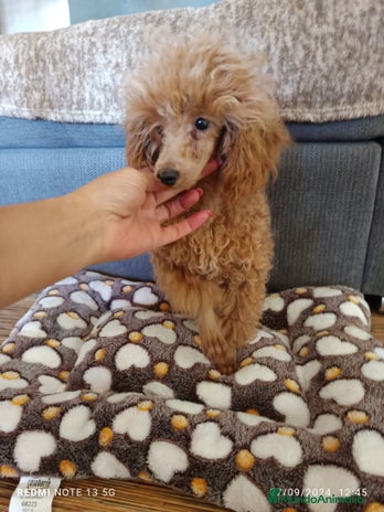 Caniche Enano perros en Badajoz - Anuncio 8