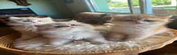 Británico de Pelo Corto gatos en venta: Camada de british longhair y shorthair golden - Anuncio 3