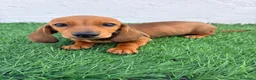 Teckel Miniatura perros en venta: Teckel miniatura - Anuncio 12