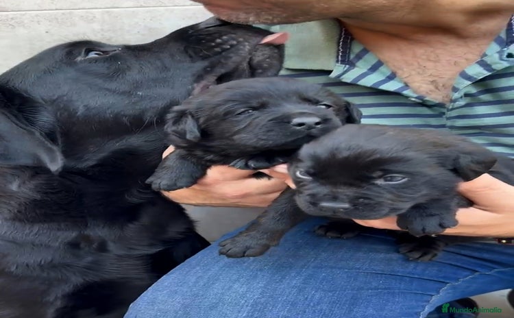 Labrador Retriever perros - Anuncio 1