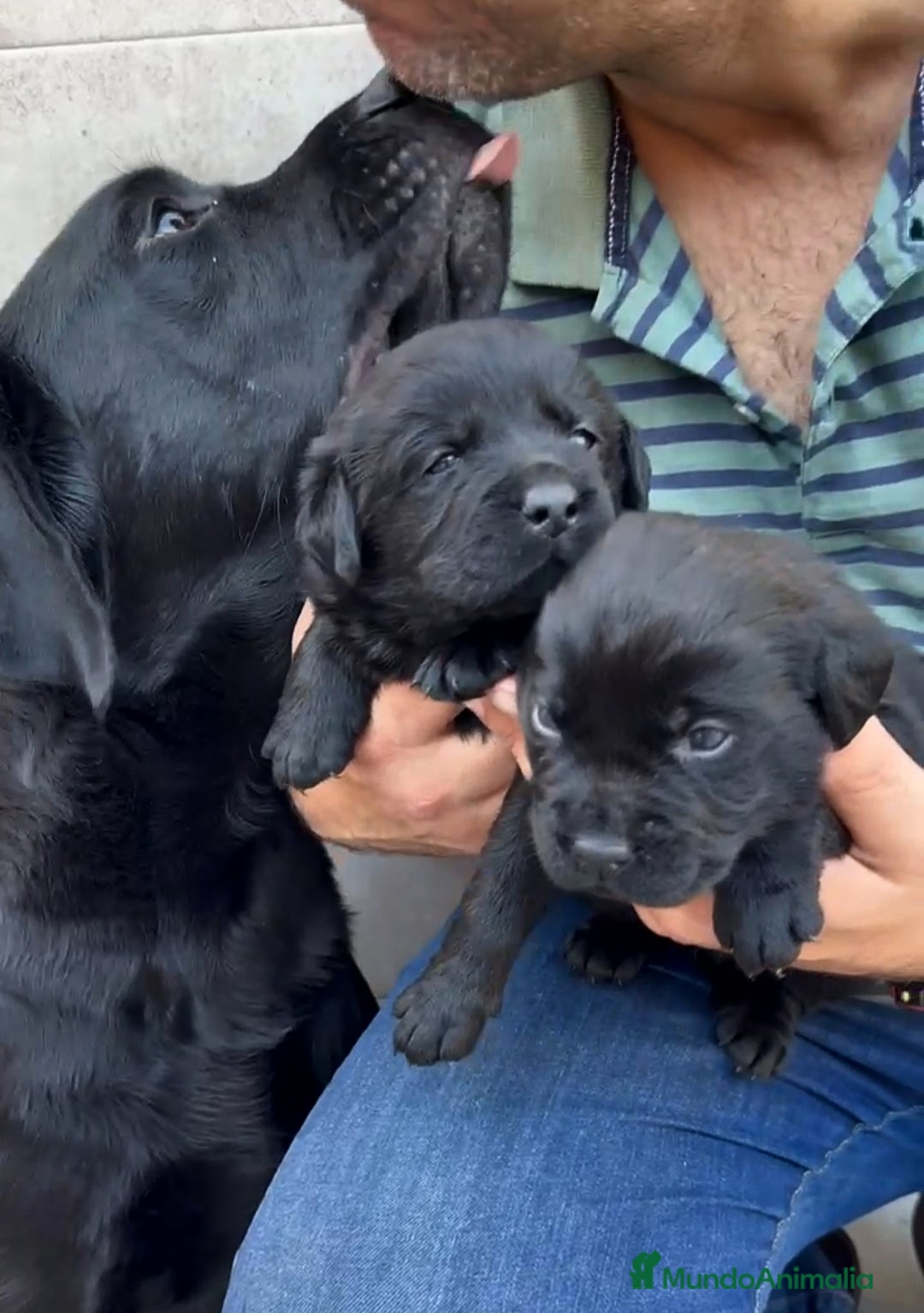 Labrador Retriever perros en venta: Cachorros de Labrador Retriever  - Anuncio 2