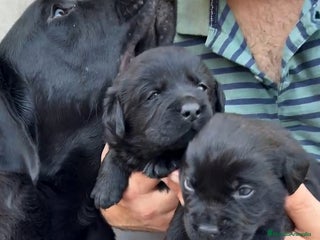 Labrador Retriever perros - Anuncio 24