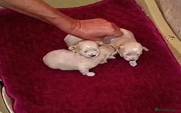 Maltipoo perros en venta: LINDAS HEMBRITAS DE MALTIPOOS - Imagen 2