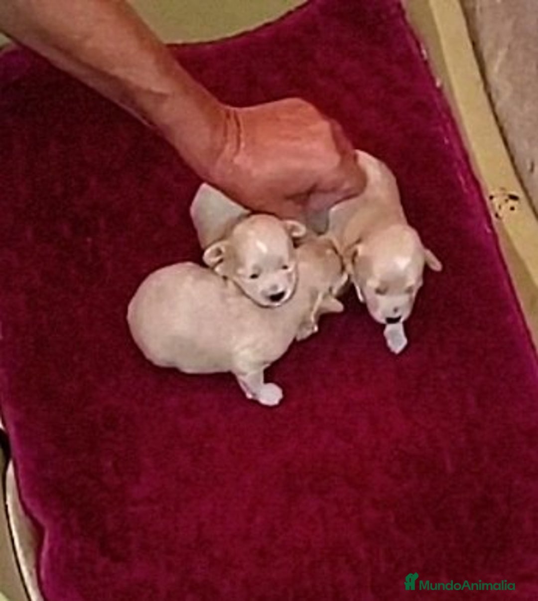 Maltipoo perros en venta: LINDAS HEMBRITAS DE MALTIPOOS - Imagen 2