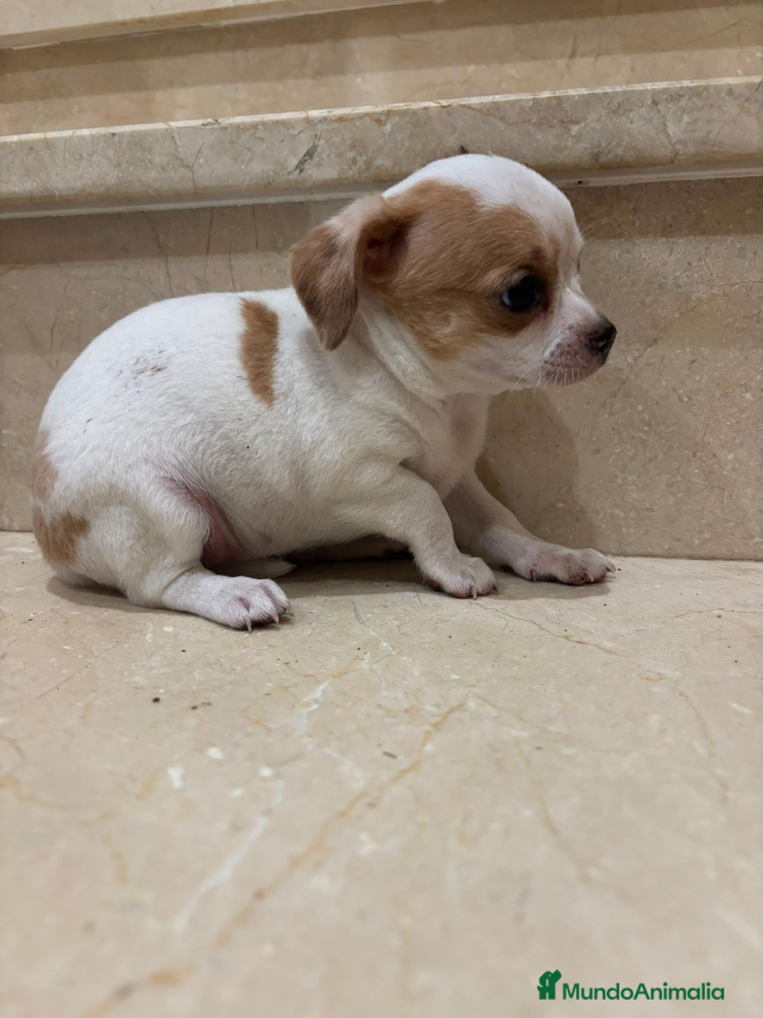 Chihuahua perros Chihuahua toy - Anuncio 3