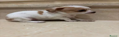 Chihuahua 1