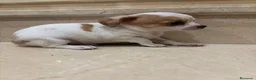 Chihuahua perros en venta: Chihuahua toy - Anuncio 1