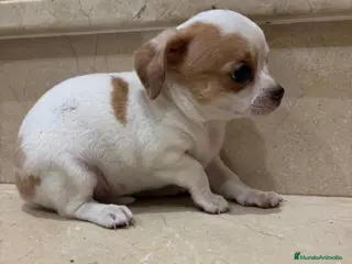 Chihuahua perros Chihuahua toy - Anuncio 3