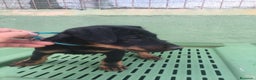 Terrier Alemán de Caza perros en venta: Cachorros de Jagd Terrier - Anuncio 3