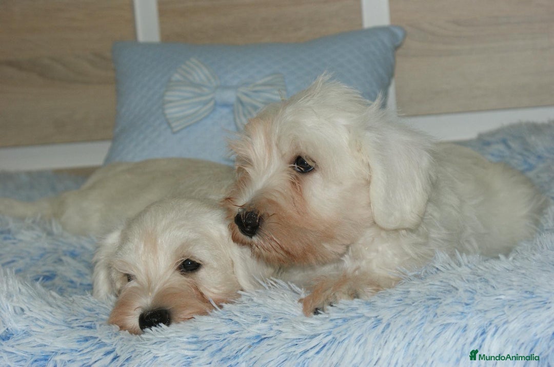 Pinscher Miniatura perros en venta: CACHORRITOS DE SCHNAUZER MINIATURA  - Imagen 19