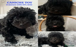 Caniche Toy perros en venta: Disponible cachorros de caniche toy - Imagen 4