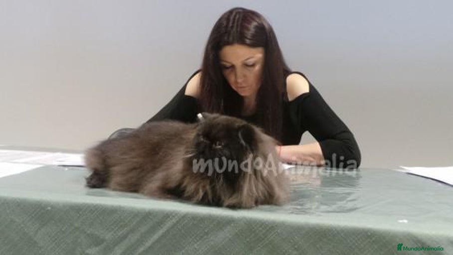 Imagen de galería {{count}}