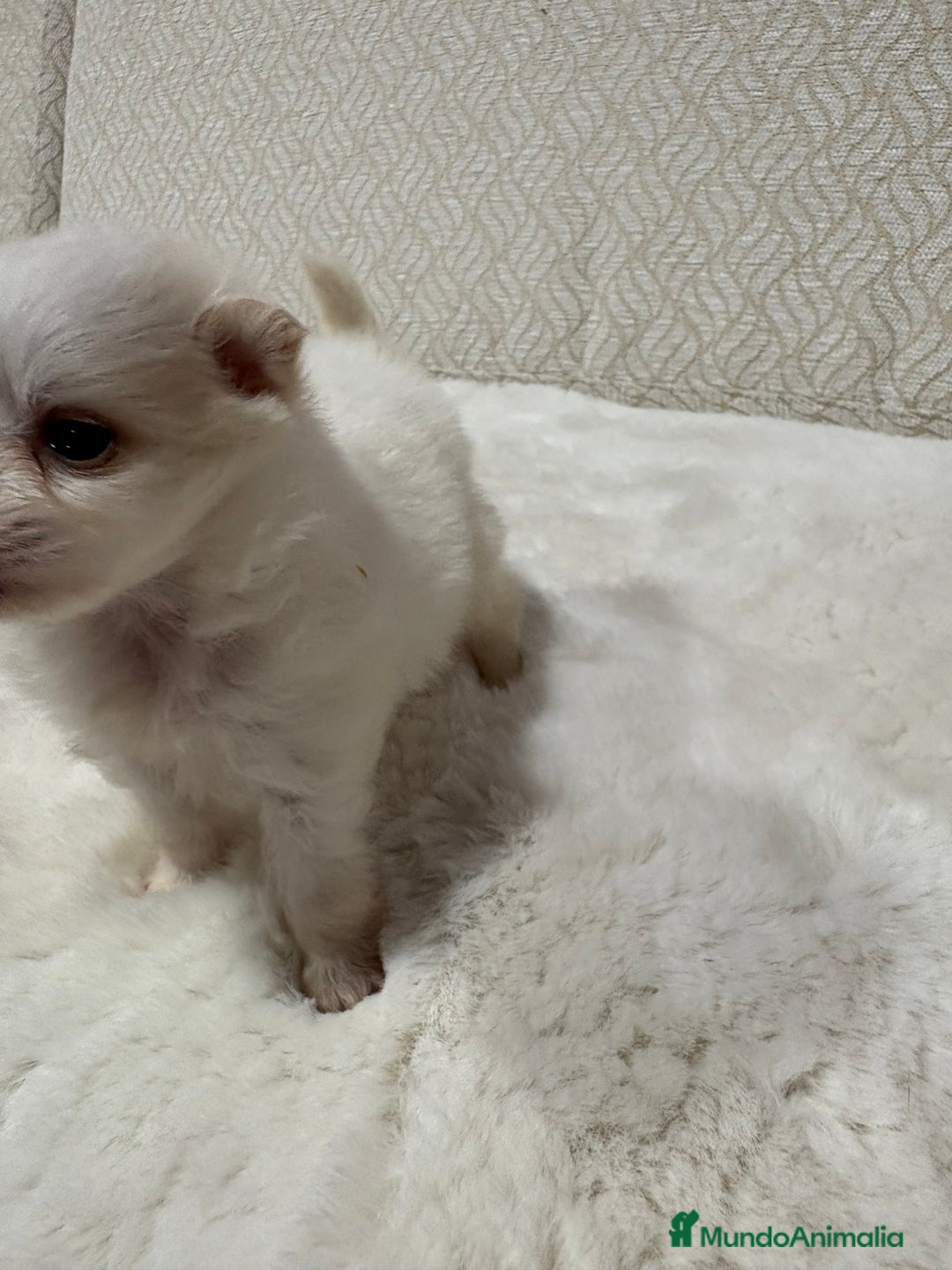 Pomerania perros en venta: Lulu Pomerania Toy hembra naranja blanca  - Anuncio 16