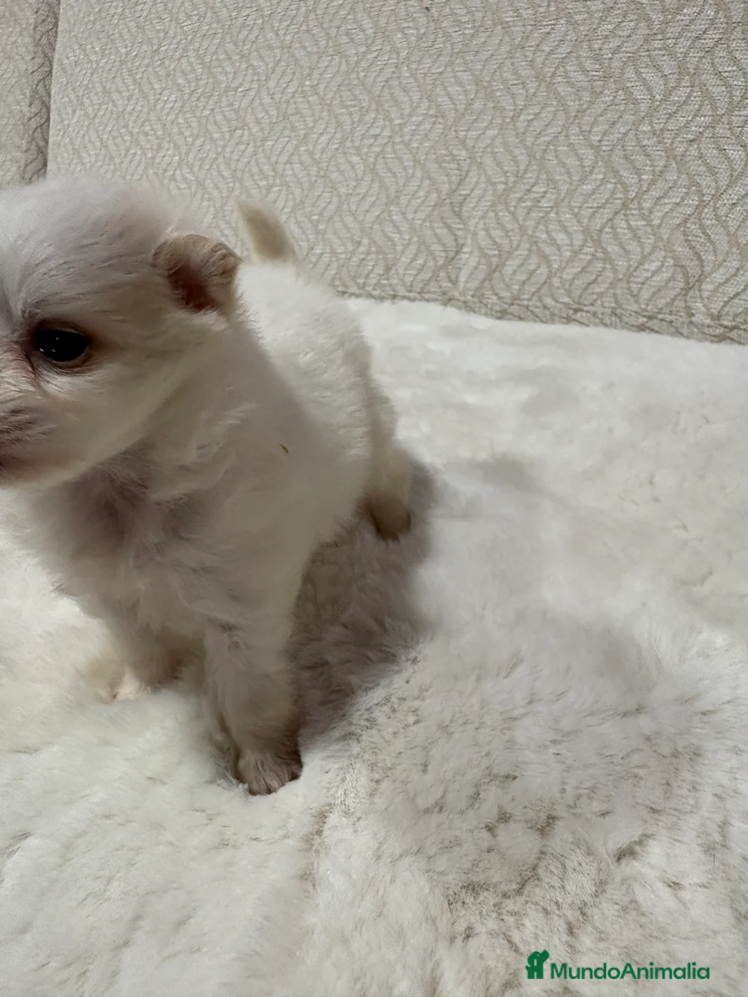Pomerania perros en venta: Lulu Pomerania Toy hembra naranja blanca  - Anuncio 16