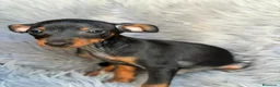 Pinscher Miniatura perros en venta: MINIPINSCHER OPORTUNIDAD - Anuncio 9