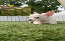 Chihuahua perros en venta: CHIHUAHUA HEMBRA BLANCA - Imagen 9