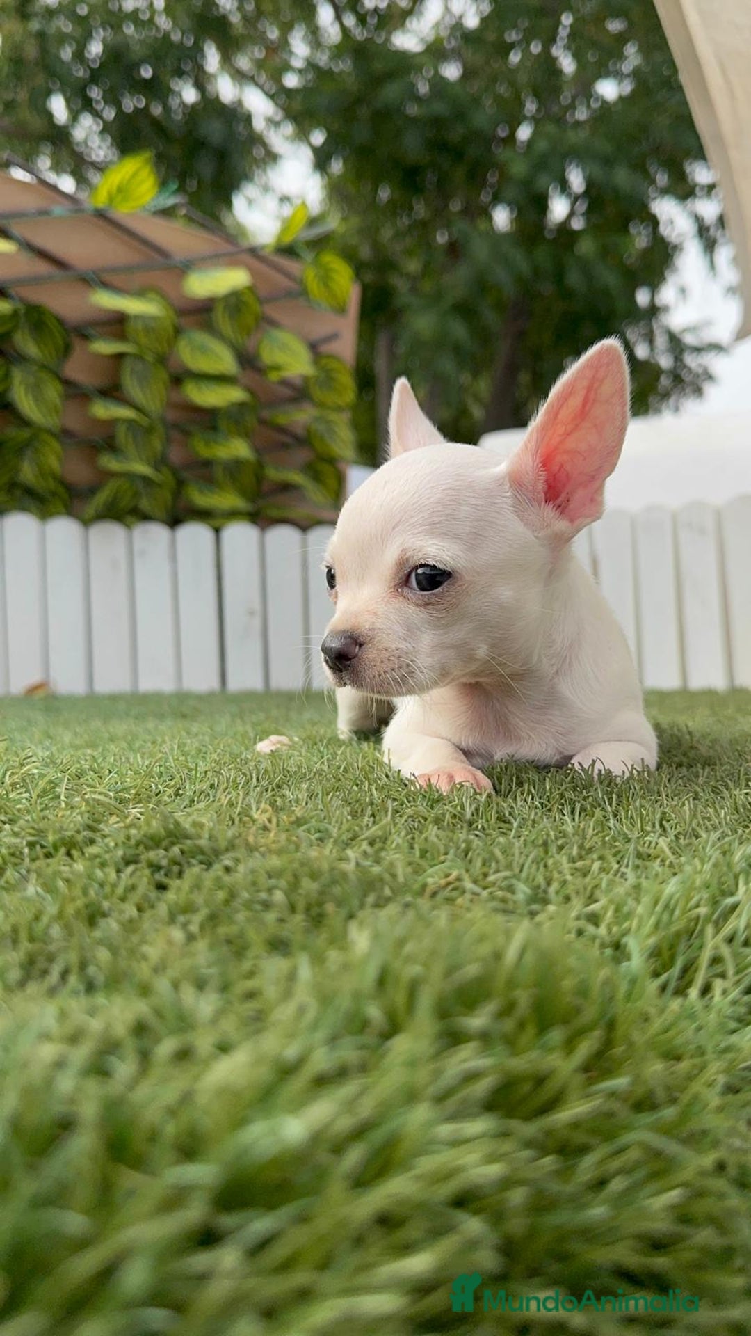 Chihuahua perros en venta: CHIHUAHUA HEMBRA BLANCA - Imagen 9