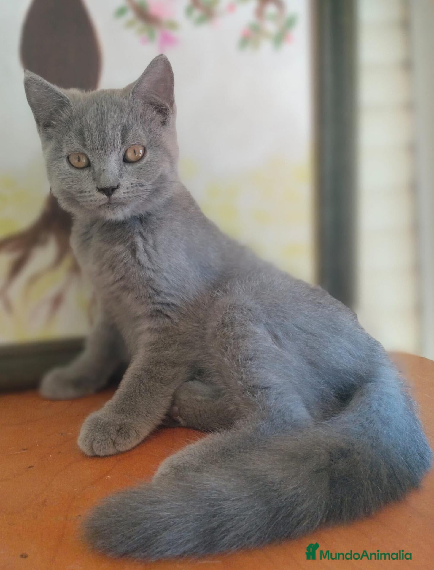 Británico de Pelo Corto gatos British pelo corto - Anuncio 2