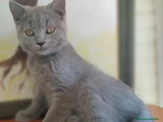 Británico de Pelo Corto gatos British pelo corto - Anuncio 2