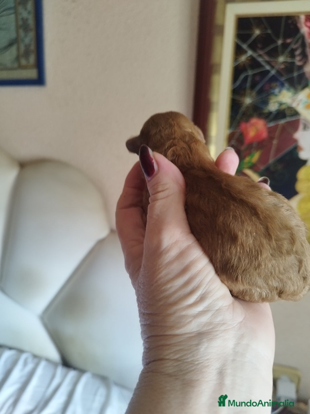 Caniche Toy perros en venta: CANICHES TOYS EXPECTACULARES  - Imagen 6