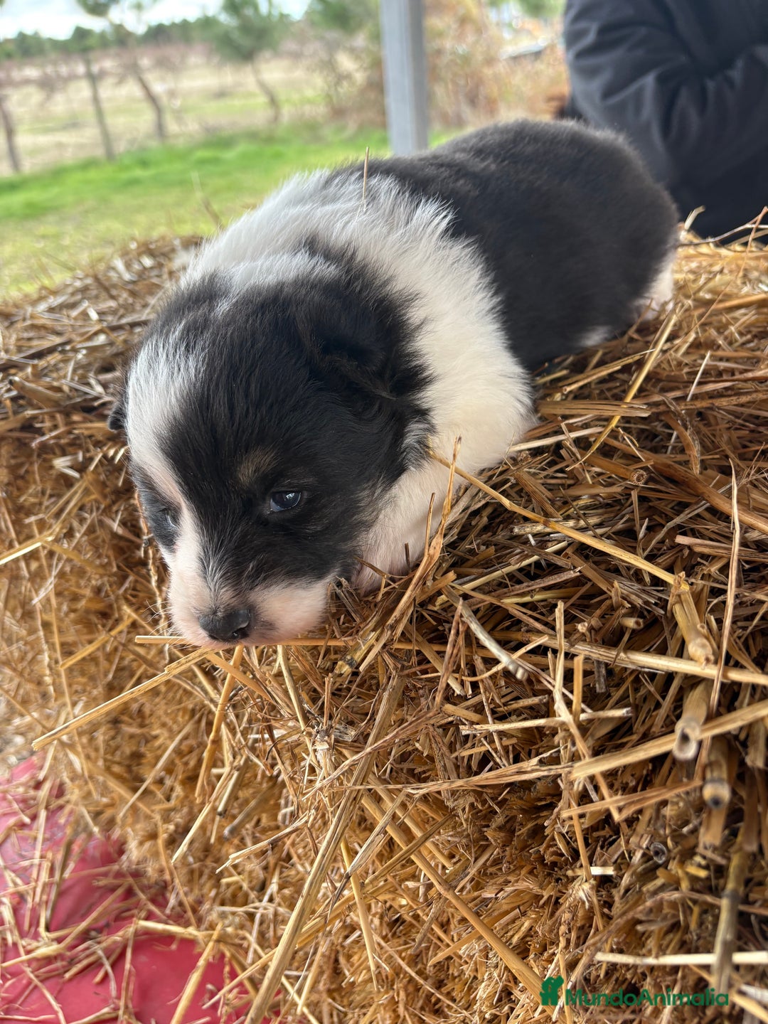 Border Collie perros en venta: Linda hembra de Border  collie  - Anuncio 6