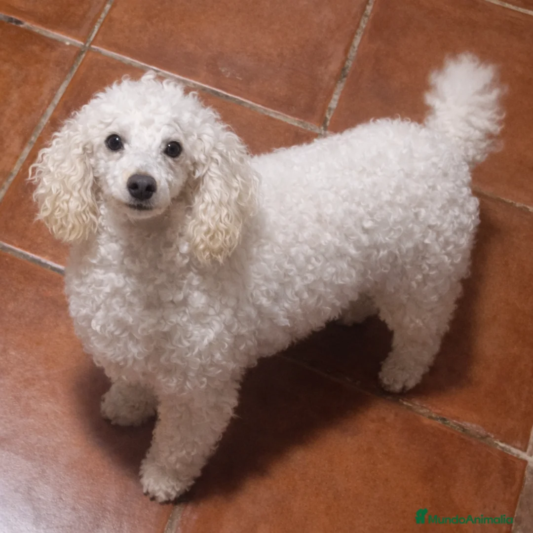 Caniche Toy perros en venta: Caniche apricot enano/toy - Anuncio 1