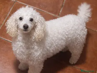 Caniche Toy perros Caniche apricot enano/toy - Anuncio 4